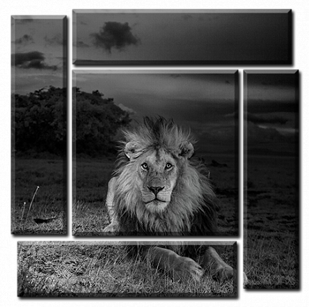 Чорно-білий лев
