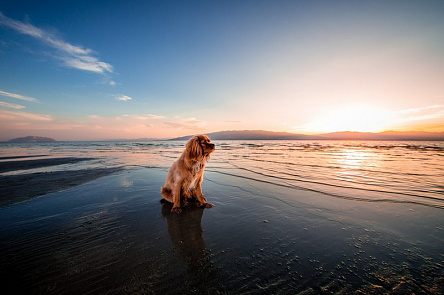Собака на пляжі