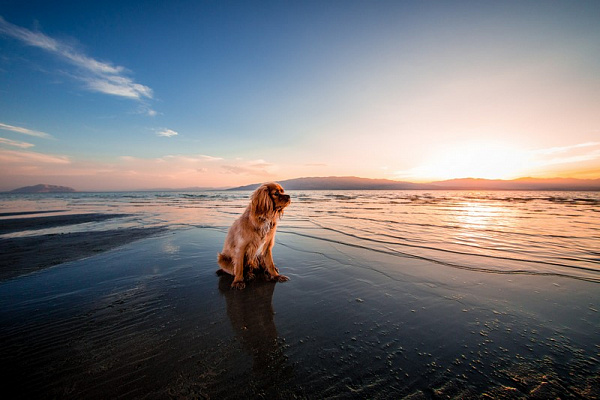 Картина Собака на пляже - Животные 