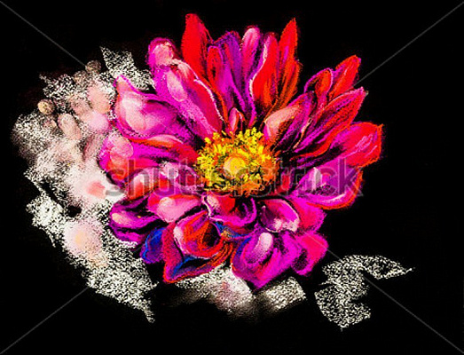 Картина Красивый цветок - Николов Ивайло  