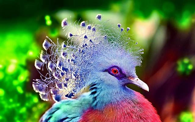 Картина Экзотическая птица - Животные 