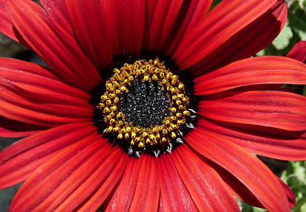 Красная гербера вблизи