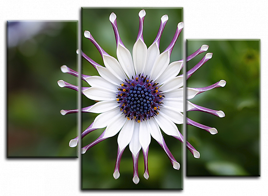 Картина Загадкова квітка - З трьох частин 