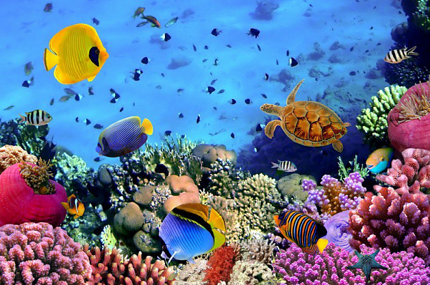 Картина Кораллы - Природа 