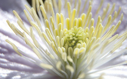 Хризантема