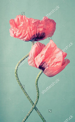 Картина Маки розовые - Цветы 