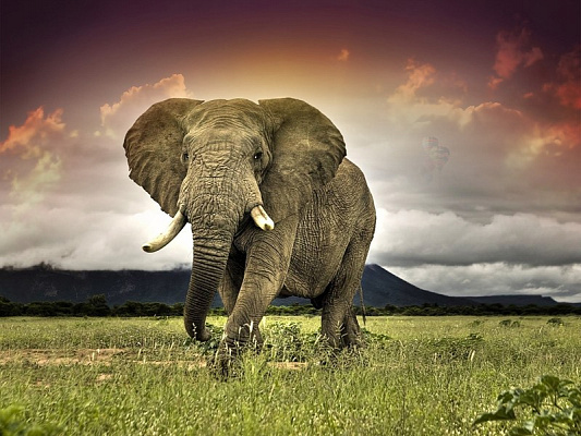 Картина Слон в горах - Животные 