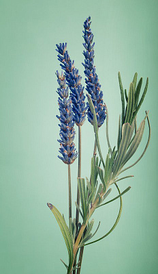 Картина Лавандовые цветы - Цветы 