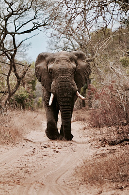 Картина Слон на дороге - Животные 