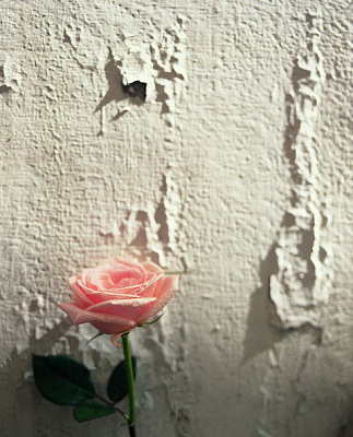 Картина Троянда - Квіти 