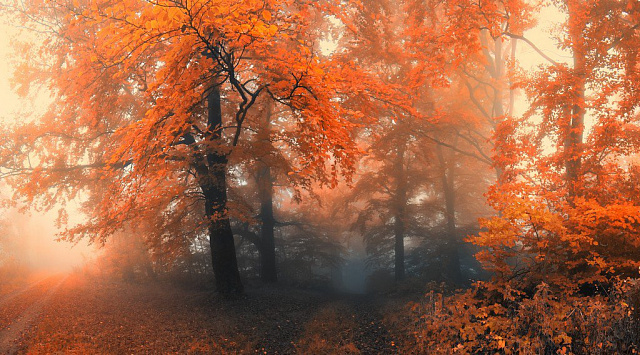 Картина Оранжевый лес - Природа 