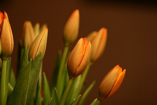Картина Оранжевые тюльпаны - Цветы 