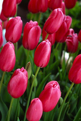 Картина Красные тюльпаны 1 - Цветы 