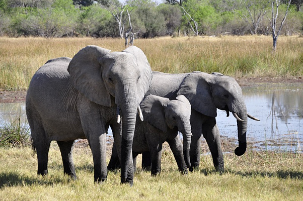 Картина Слони та слоненя біля річки - Тварини 