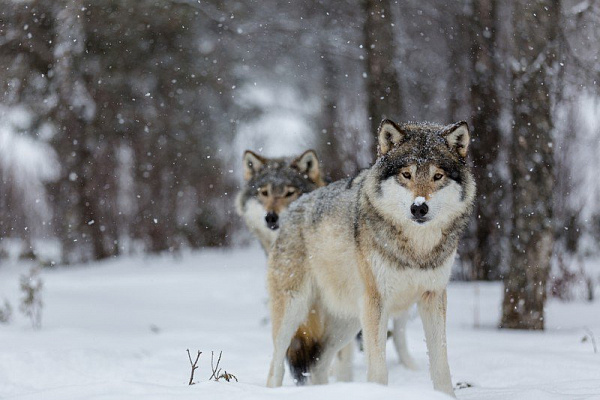 Картина Два волка - Животные 