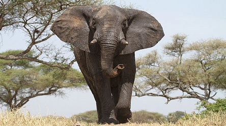 Слон біля дерев