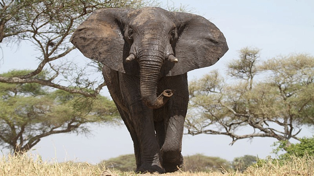 Картина Слон у деревьев - Животные 