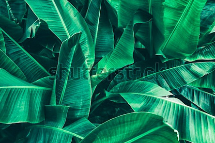 Банановые листья