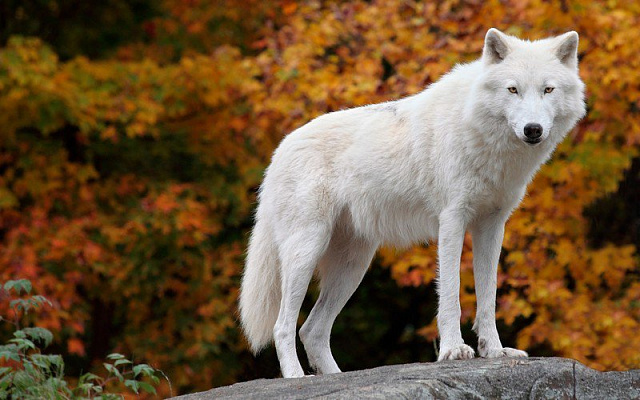 Картина Белый волк - Животные 