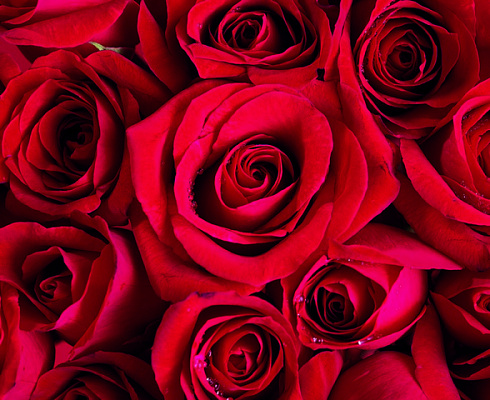 Картина Красные розы - Цветы 