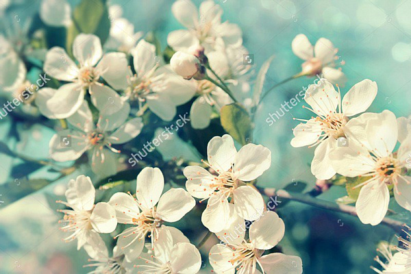 Картина Белая сакура - Цветы 