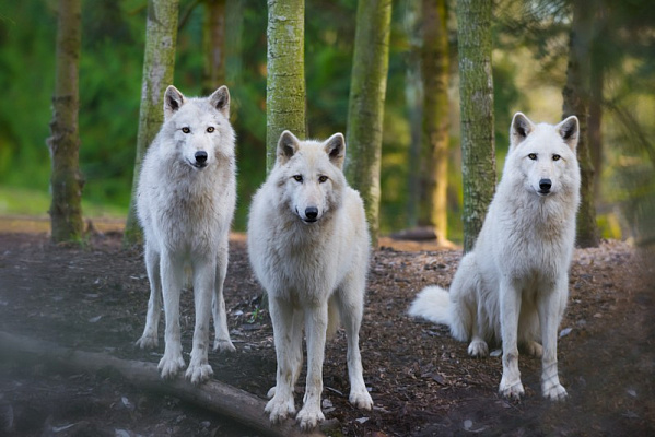 Картина Три белых волка - Животные 