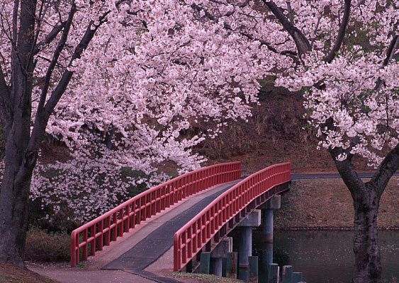 Картина Мостик в цвету сакуры - Природа 