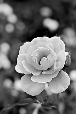 Цветок белой розы 