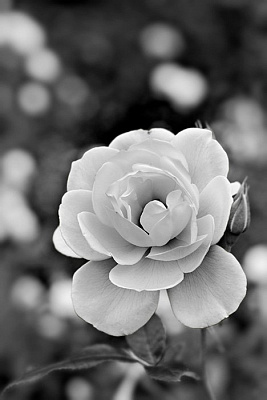Картина Квітка білої троянди - Чорно-біле 