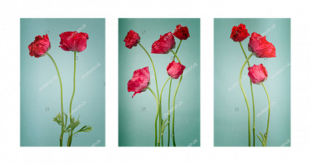 Красные лютики. Триптих