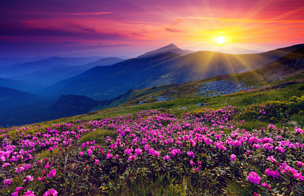 Фіолетові квіти на заході сонця