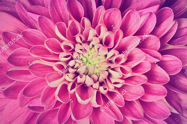 Картина Яскрава квітка - Квіти 