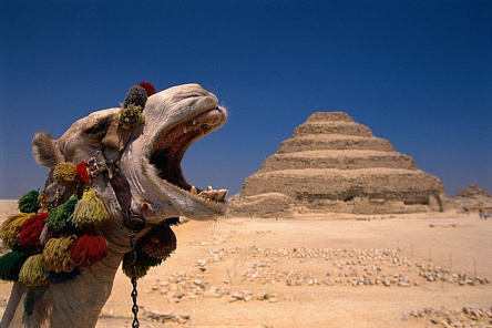 Верблюд