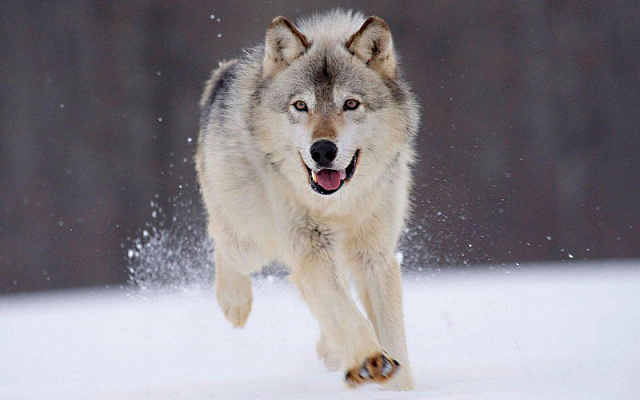 Картина Бегущий волк - Животные 