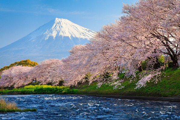 Картина Цветущая сакура - Природа 