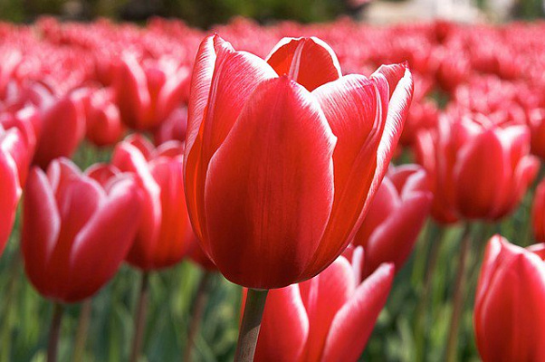 Картина Поле червоних тюльпанів - Квіти 