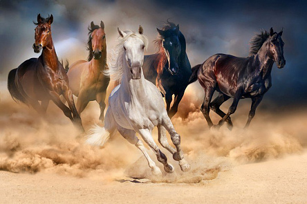 Скорость лошадей
