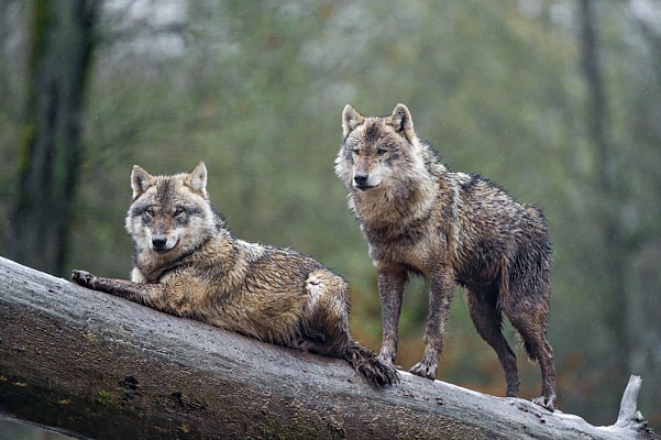 Картина Волки после дождя - Животные 