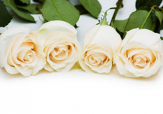 Картина Белые розы - Цветы 