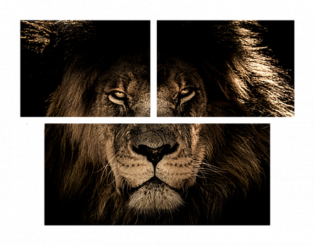 Хищный взгляд