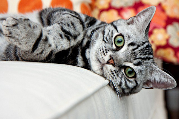 Картина Кот на кровати - Животные 
