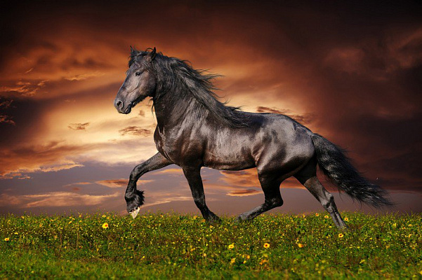 Картина Черная лошадь - Животные 