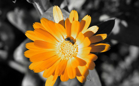 Желтая гербера на сером фоне