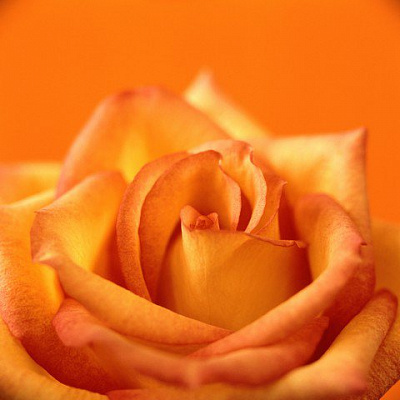 Картина Оранжевая роза - Цветы 