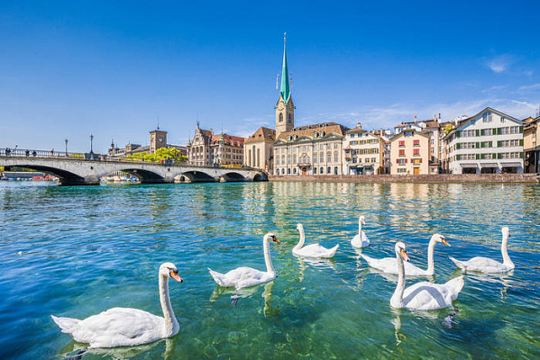 Картина Лебеди в Цюрихе, Швейцария - Город 