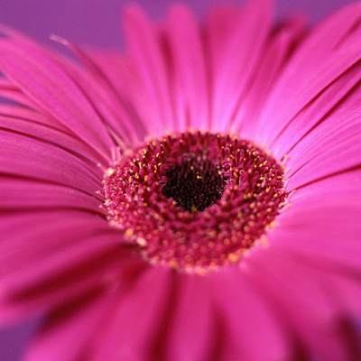 Картина Гербера рожева - Квіти 