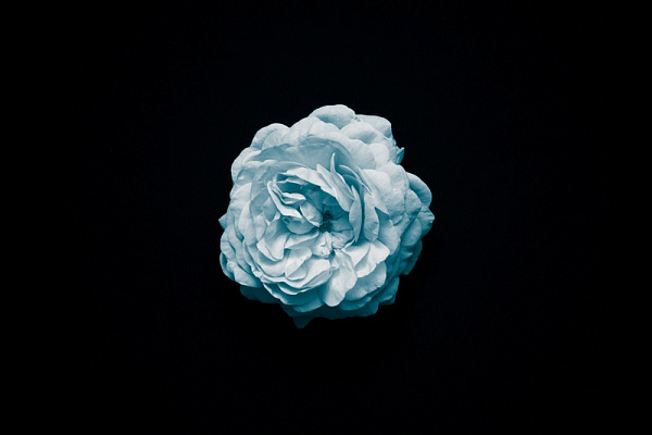 Картина Синя квітка на чорному тлі - Квіти 