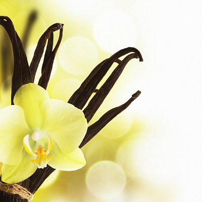 Картина Цветок желтой орхидеи - Цветы 