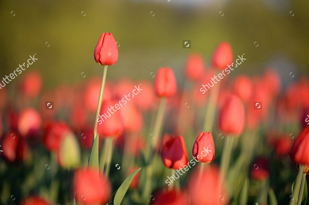 Картина Поле червоних тюльпанів - Квіти 