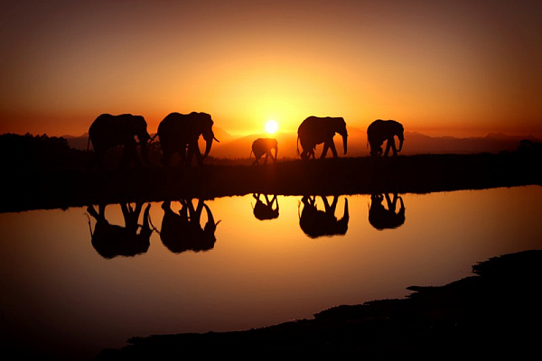 Картина Слони на заході сонця - Тварини 